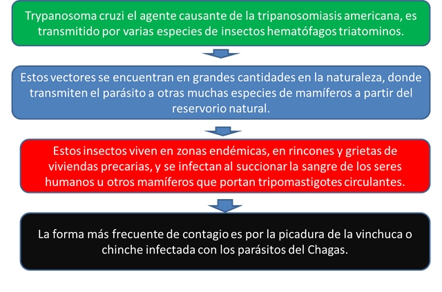 etiologia chagas.png