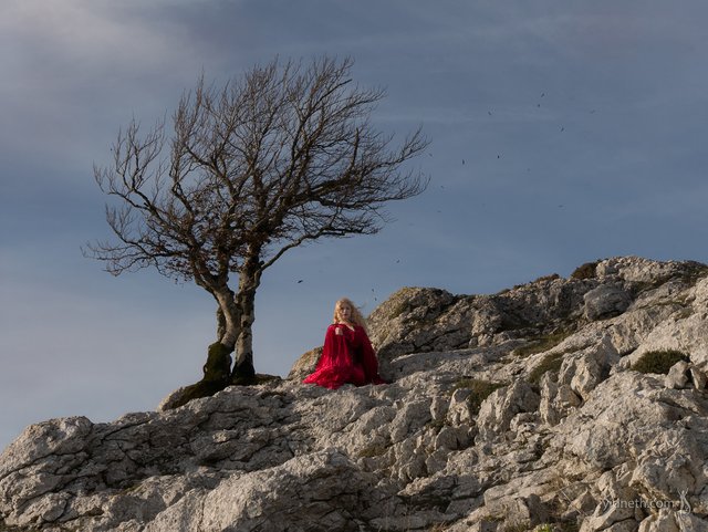 A solitary tree yet not alone - by priscilla Hernandez (yidneth.com) - Priscilla Hernandez.jpg