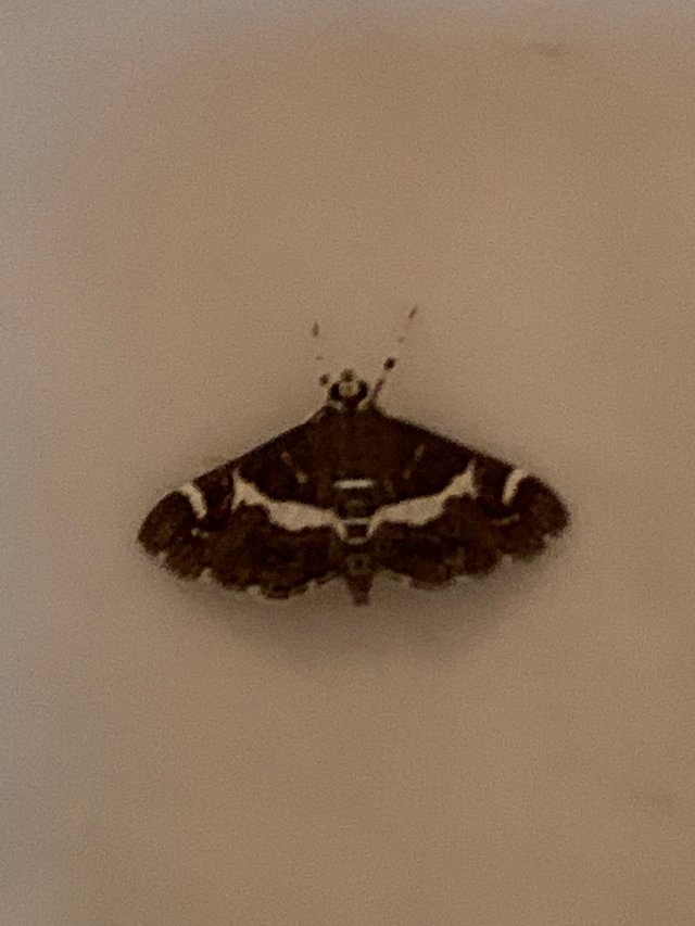 butterfly.jpg