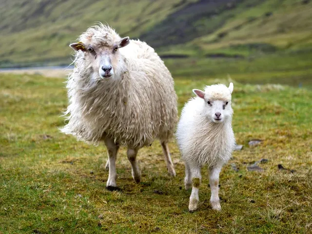 Streymoy-sheep-GettyImages-508495233.jpg