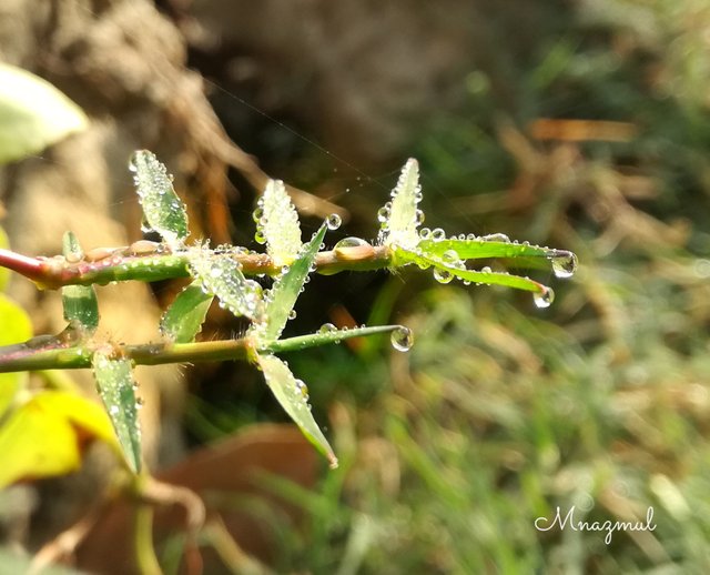 Mist drop grass.jpg