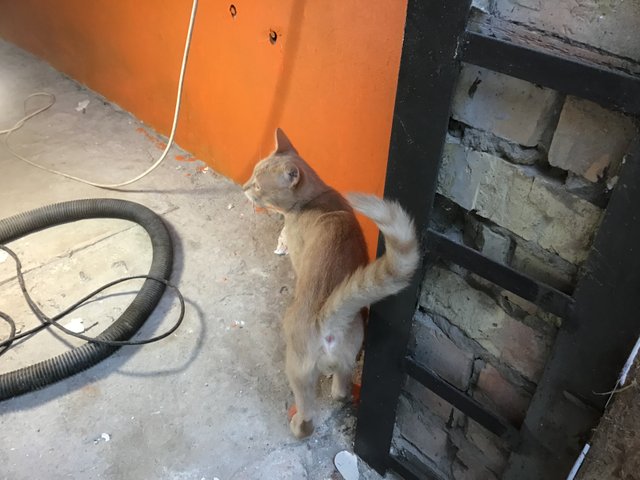 IMG_1010.jpeg