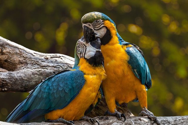 parrots-3427188_1280.jpg