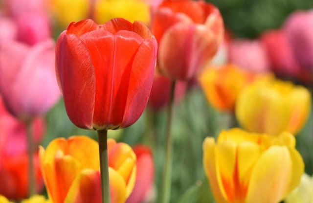 tulips-multicolored_full_width.jpg