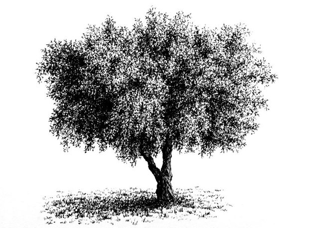 realistic-drawing-of-an-olive-tree.jpg