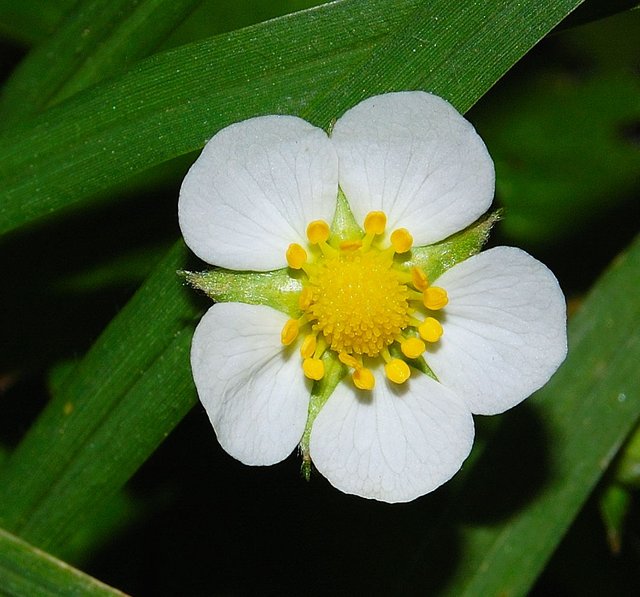 flor-de-fresa.jpg