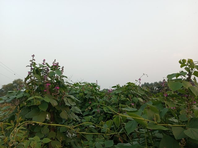 IMG_20241225_170512_876.jpg