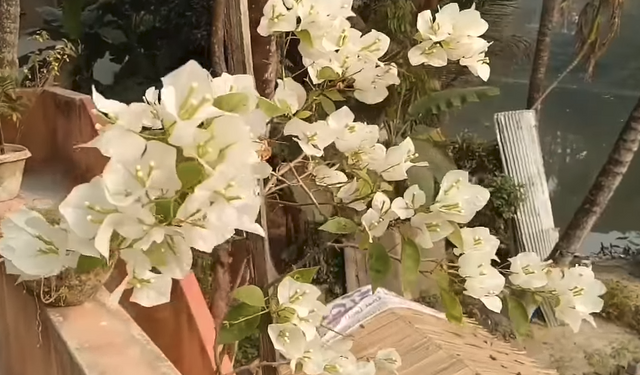 White flowers in Pakistani park.png