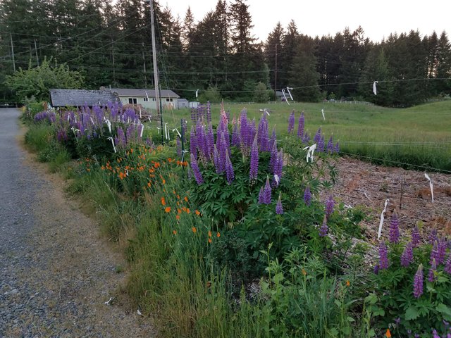 lots-of-lupines.jpg