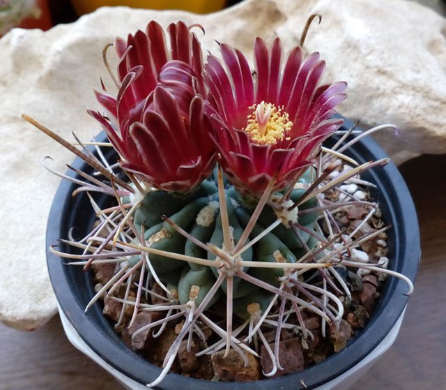 Sclerocactus-Склерокактус---5.jpg