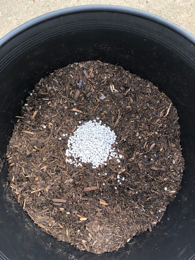 small amount of fertilizer in pot with soil