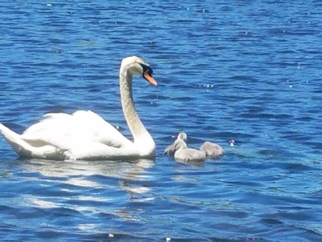 swanmom.jpeg