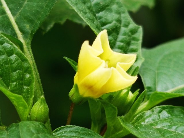 flowers (2).jpg