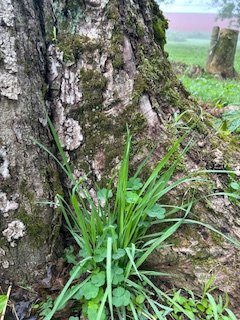4.15 stump.jpg