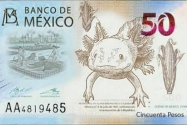 Axolote en billete.jpg