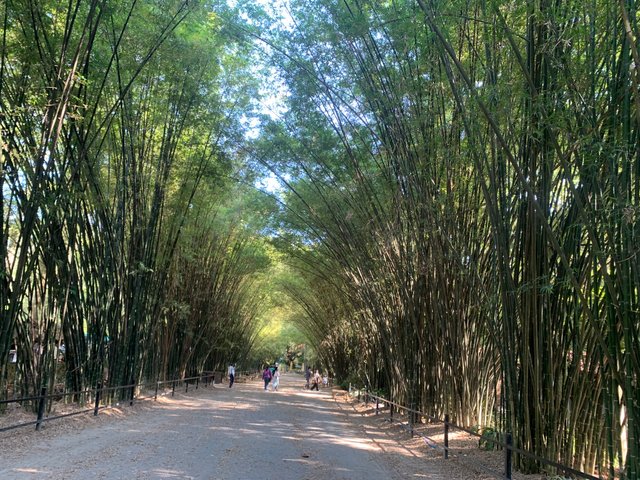 Bamboo Tunnel15.jpg
