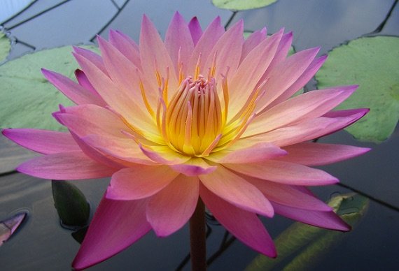 Do-The-Yarra-Valley-Bue-Lotus-Flower-Garden.jpg