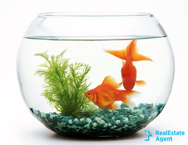 fish-tank-cool-pets-to-own.jpg