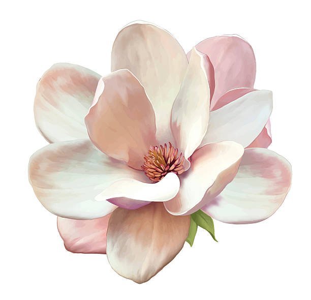 magnoliablossom.jpg