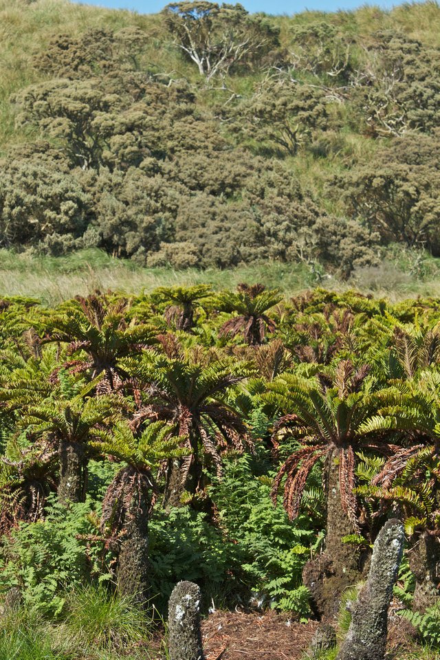 Fernbush_plant_communities_dominated_by_the_endemic_tree-fern_Blechnum_palmiforme.jpg