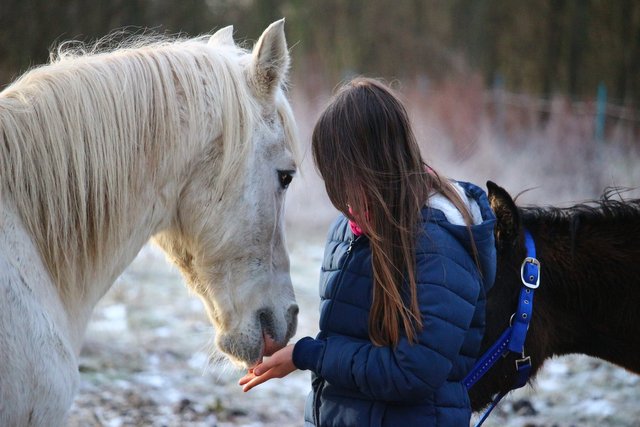 horse-1130195_1920.jpg