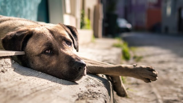 turkish-local-stray-dog-with-sad-eyes-looking-camera-street.jpg