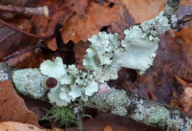 lichens-on-forest-floor-2176613_1920.jpg
