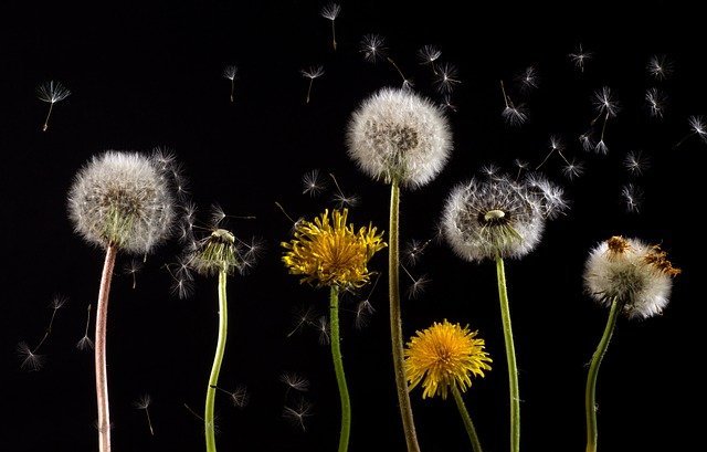 dandelions-761104_640.jpg