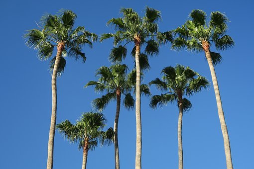 palm-trees-3404225__340.jpg