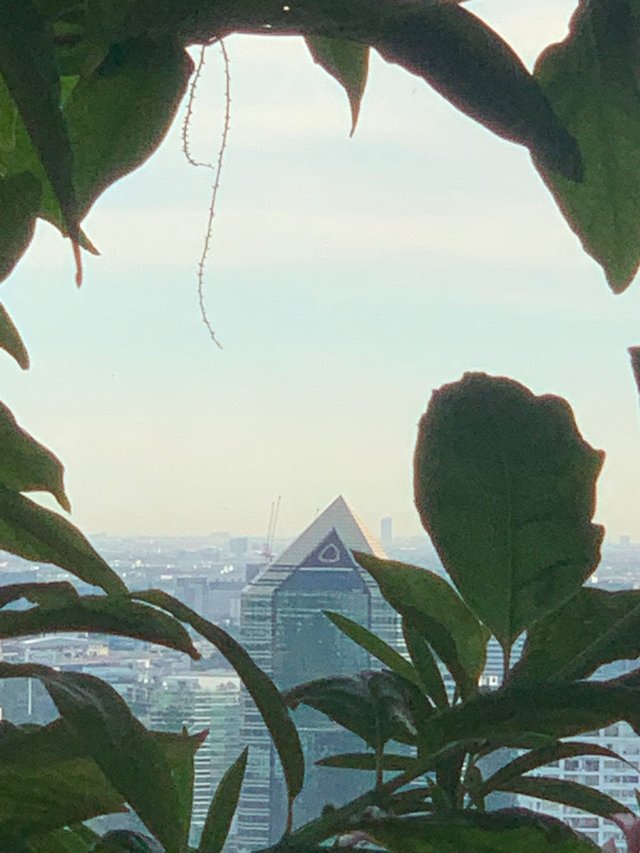 trees and buildings7.jpg