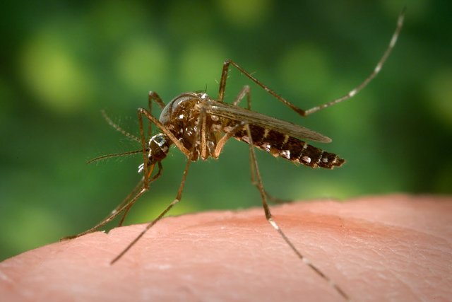mosquito-flex.jpg