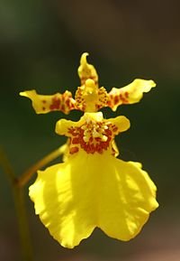 Kandyan_dancer_orchid_(Oncidium_sp.).jpg