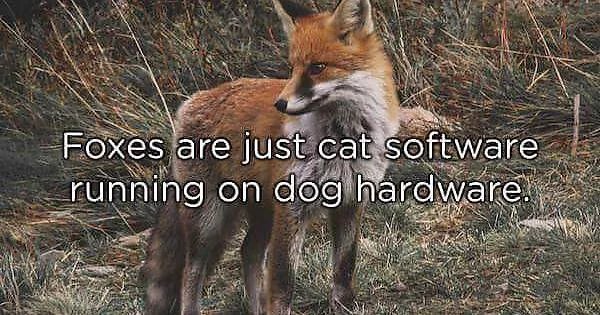 Foxes-are-red-Im-going-to-bed.jpg