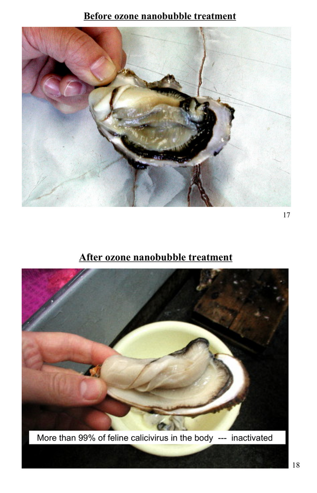 oysters.png
