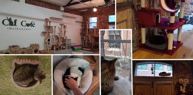 catcafe3.JPG