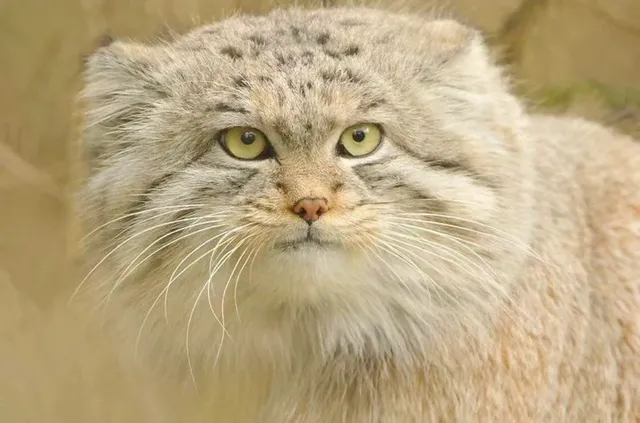 manul-with-a-cloudy-round-face-v0-4njay3l7316b1.webp