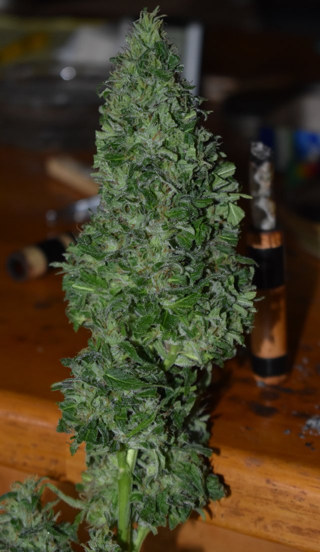 cannabis-buds-finished-nl.jpg