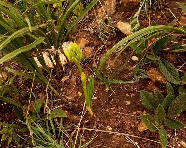 Orthochilos welwitschii2.jpg