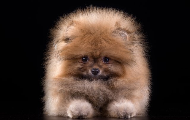 1498028-pomeranian.jpg