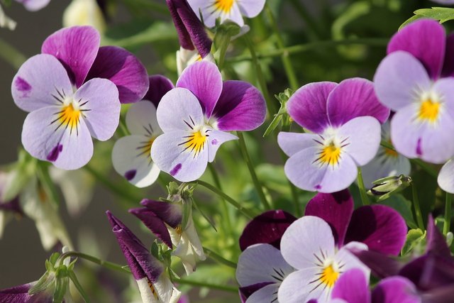 pansy-3401542_1280.jpg