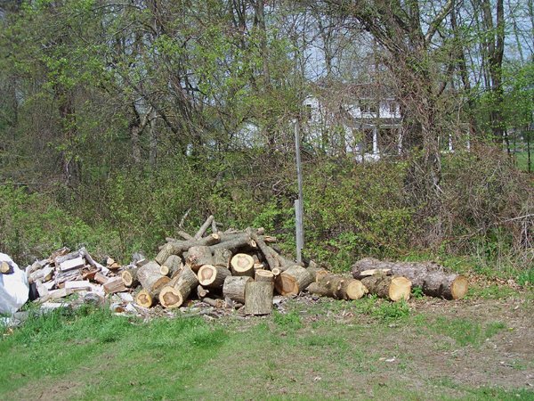 Wood from cut trees moved crop May 2019.jpg