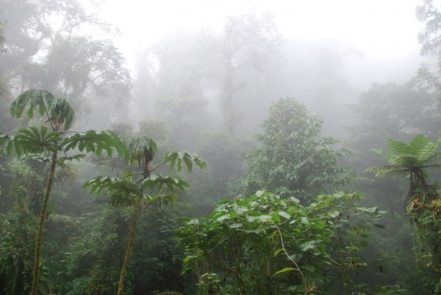 full-perfect-cloudforest-monteverde.jpg