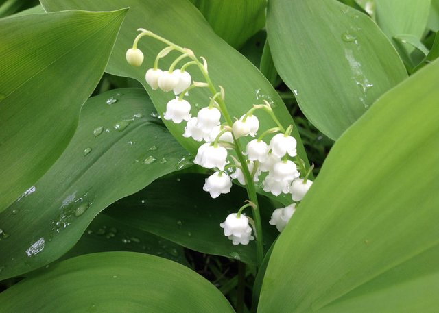 lily-of-the-valley.JPG