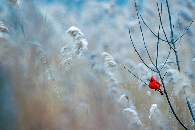 cardinal-1884283_1280.jpg