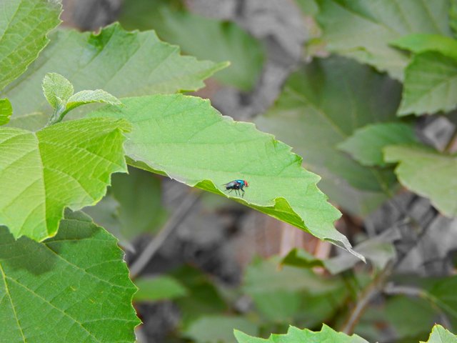 DSCN1259.jpg