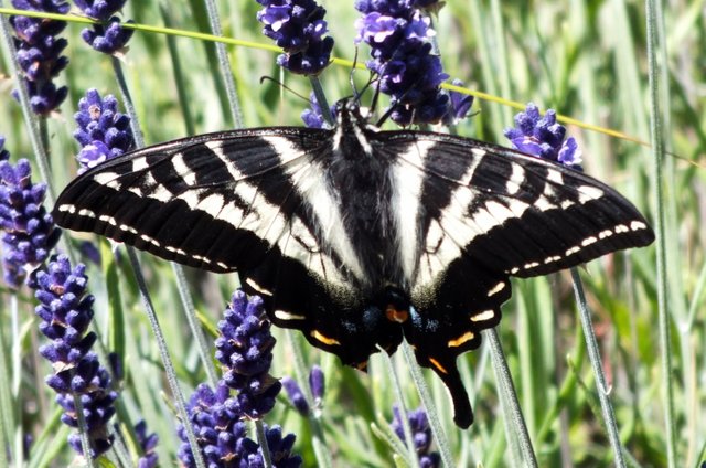 1075-Swallowtail.jpg