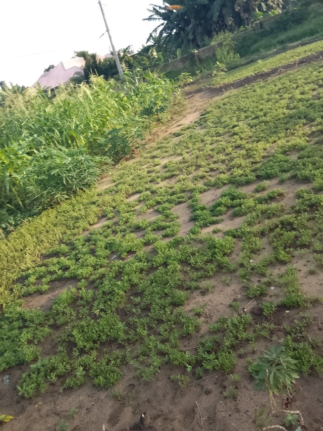 1000047728.jpg