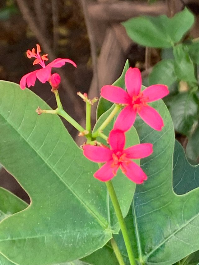 flower109.jpg