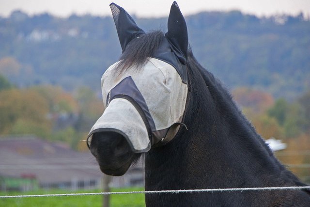 horse-1006461_1280.jpg