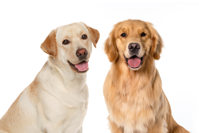 labrador-retriever-vs-golden-retriever-.png